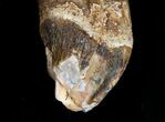 Archaeocete (Primitive Whale) Tooth - Basilosaur #11427-3